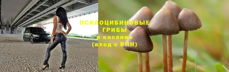 Псилоцибиновые грибы MAGIC MUSHROOMS  darknet состав  Нолинск  цены  